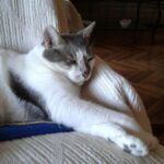 Inés Palombo Instagram – Mi Pipo, mi primer mascota, el que me hizo conocer realmente el amor por los animales.
Vamos a extrañar tus ronroneos, pedidos de mimos, acariciarte la cabeza suavecita.
Pensaba en el día que te fuí a buscar, te elegí por ser el más movedizo de tus hermanos, te llevé adentro de una cajita y estaba movilizada y con miedo sin saber con lo que me estaba por encontrar.
Muy rápido nos amamos y fuiste un gran compañero gran parte de mi vida (como algunos saben, por diferentes motivos, hace unos años que vivía con mis papás, y que importantes fueron mutuamente).
Gracias por todo el amor, por lo que nos enseñaste y por acompañar a mis papás este tiempo que sé que fue hermoso y muy importante para ellos también. Y que alegría saber que Feli te conoció y disfrutó (vé un gato y dice Pipo, y a veces lo imita ❤️).
Fuiste un gran maestro.
Te amo. Que descanses en paz nuestro Pipo ❤️
#mascota #gato #amor #despedida #dolor #qdep
