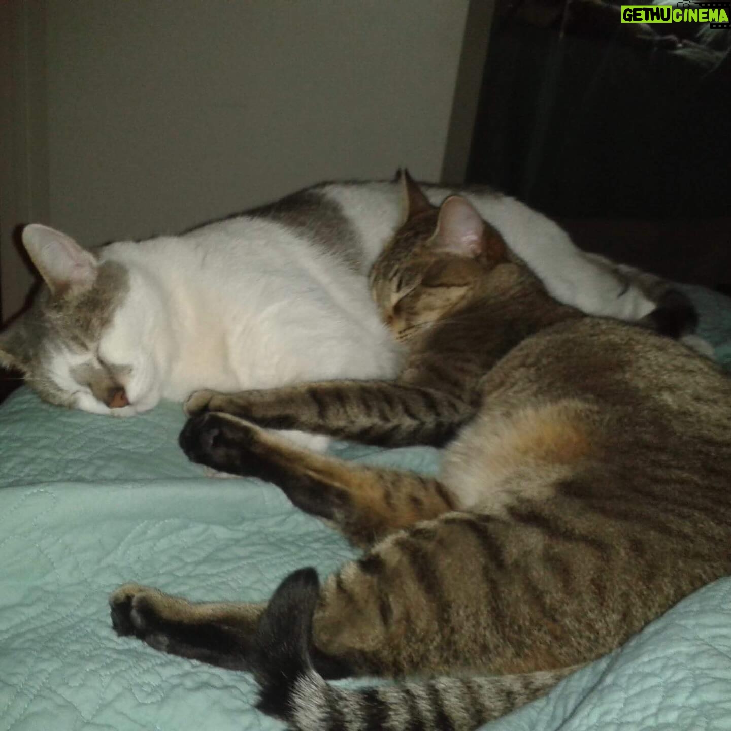 Inés Palombo Instagram - Mi Pipo, mi primer mascota, el que me hizo conocer realmente el amor por los animales. Vamos a extrañar tus ronroneos, pedidos de mimos, acariciarte la cabeza suavecita. Pensaba en el día que te fuí a buscar, te elegí por ser el más movedizo de tus hermanos, te llevé adentro de una cajita y estaba movilizada y con miedo sin saber con lo que me estaba por encontrar. Muy rápido nos amamos y fuiste un gran compañero gran parte de mi vida (como algunos saben, por diferentes motivos, hace unos años que vivía con mis papás, y que importantes fueron mutuamente). Gracias por todo el amor, por lo que nos enseñaste y por acompañar a mis papás este tiempo que sé que fue hermoso y muy importante para ellos también. Y que alegría saber que Feli te conoció y disfrutó (vé un gato y dice Pipo, y a veces lo imita ❤️). Fuiste un gran maestro. Te amo. Que descanses en paz nuestro Pipo ❤️ #mascota #gato #amor #despedida #dolor #qdep