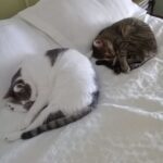 Inés Palombo Instagram – Mi Pipo, mi primer mascota, el que me hizo conocer realmente el amor por los animales.
Vamos a extrañar tus ronroneos, pedidos de mimos, acariciarte la cabeza suavecita.
Pensaba en el día que te fuí a buscar, te elegí por ser el más movedizo de tus hermanos, te llevé adentro de una cajita y estaba movilizada y con miedo sin saber con lo que me estaba por encontrar.
Muy rápido nos amamos y fuiste un gran compañero gran parte de mi vida (como algunos saben, por diferentes motivos, hace unos años que vivía con mis papás, y que importantes fueron mutuamente).
Gracias por todo el amor, por lo que nos enseñaste y por acompañar a mis papás este tiempo que sé que fue hermoso y muy importante para ellos también. Y que alegría saber que Feli te conoció y disfrutó (vé un gato y dice Pipo, y a veces lo imita ❤️).
Fuiste un gran maestro.
Te amo. Que descanses en paz nuestro Pipo ❤️
#mascota #gato #amor #despedida #dolor #qdep