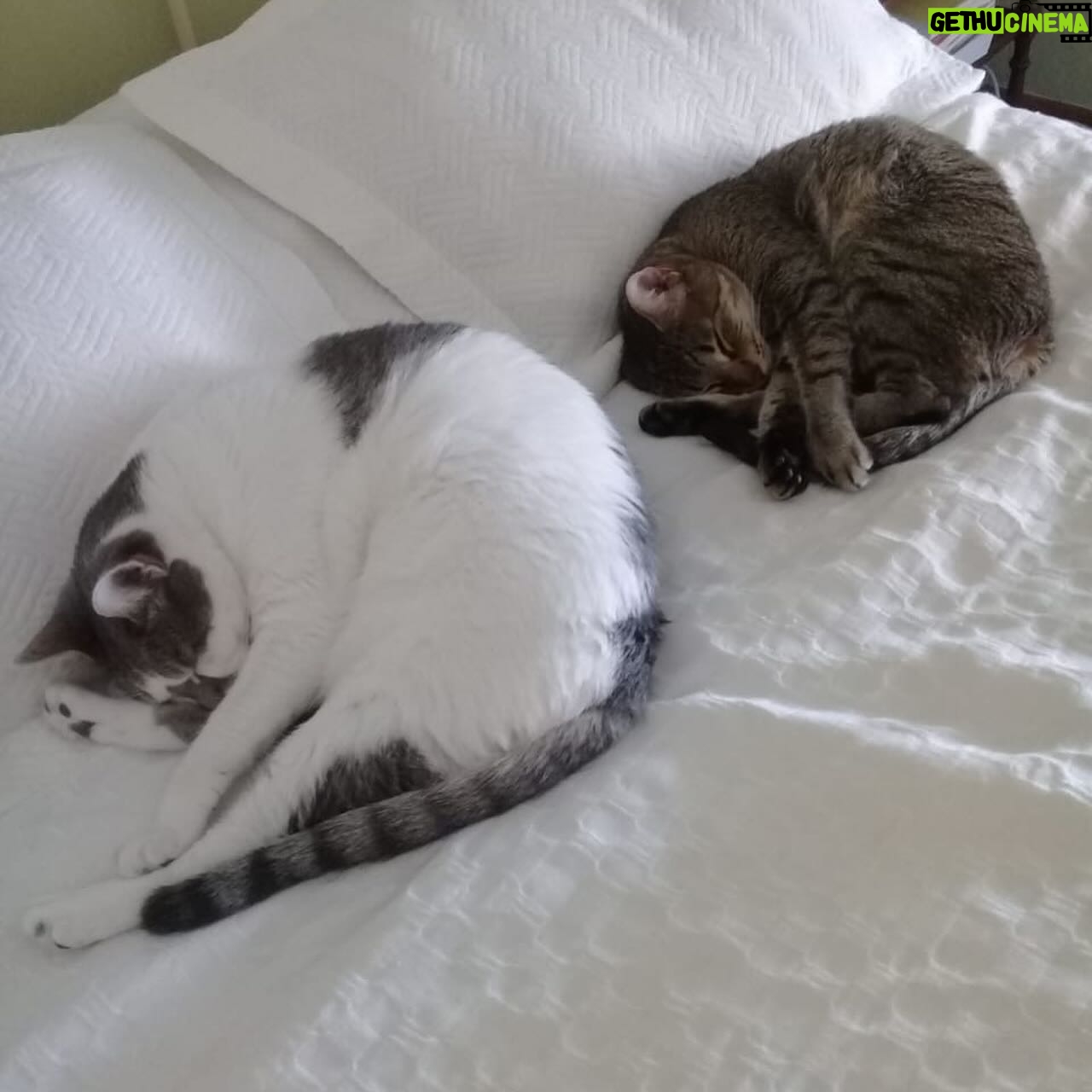 Inés Palombo Instagram - Mi Pipo, mi primer mascota, el que me hizo conocer realmente el amor por los animales. Vamos a extrañar tus ronroneos, pedidos de mimos, acariciarte la cabeza suavecita. Pensaba en el día que te fuí a buscar, te elegí por ser el más movedizo de tus hermanos, te llevé adentro de una cajita y estaba movilizada y con miedo sin saber con lo que me estaba por encontrar. Muy rápido nos amamos y fuiste un gran compañero gran parte de mi vida (como algunos saben, por diferentes motivos, hace unos años que vivía con mis papás, y que importantes fueron mutuamente). Gracias por todo el amor, por lo que nos enseñaste y por acompañar a mis papás este tiempo que sé que fue hermoso y muy importante para ellos también. Y que alegría saber que Feli te conoció y disfrutó (vé un gato y dice Pipo, y a veces lo imita ❤️). Fuiste un gran maestro. Te amo. Que descanses en paz nuestro Pipo ❤️ #mascota #gato #amor #despedida #dolor #qdep
