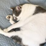 Inés Palombo Instagram – Mi Pipo, mi primer mascota, el que me hizo conocer realmente el amor por los animales. 

Vamos a extrañar tus ronroneos, pedidos de mimos, acariciarte la cabeza suavecita. 

Pensaba en el día que te fuí a buscar, te elegí por ser el más movedizo de tus hermanos, te llevé adentro de una cajita y estaba movilizada y con miedo sin saber con lo que me estaba por encontrar. 

Muy rápido nos amamos y fuiste un gran compañero gran parte de mi vida (como algunos saben, por diferentes motivos, hace unos años que vivía con mis papás, y que importantes fueron mutuamente).

Gracias por todo el amor, por lo que nos enseñaste y por acompañar a mis papás este tiempo que sé que fue hermoso y muy importante para ellos también. Y que alegría saber que Feli te conoció y disfrutó (vé un gato y dice Pipo, y a veces lo imita ❤️). 
Fuiste un gran maestro. 
Te amo. Que descanses en paz nuestro Pipo ❤️

#mascota #gato #amor #despedida #dolor #qdep