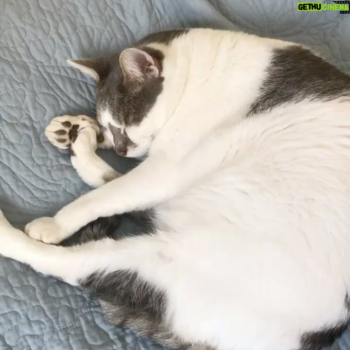 Inés Palombo Instagram - Mi Pipo, mi primer mascota, el que me hizo conocer realmente el amor por los animales. Vamos a extrañar tus ronroneos, pedidos de mimos, acariciarte la cabeza suavecita. Pensaba en el día que te fuí a buscar, te elegí por ser el más movedizo de tus hermanos, te llevé adentro de una cajita y estaba movilizada y con miedo sin saber con lo que me estaba por encontrar. Muy rápido nos amamos y fuiste un gran compañero gran parte de mi vida (como algunos saben, por diferentes motivos, hace unos años que vivía con mis papás, y que importantes fueron mutuamente). Gracias por todo el amor, por lo que nos enseñaste y por acompañar a mis papás este tiempo que sé que fue hermoso y muy importante para ellos también. Y que alegría saber que Feli te conoció y disfrutó (vé un gato y dice Pipo, y a veces lo imita ❤️). Fuiste un gran maestro. Te amo. Que descanses en paz nuestro Pipo ❤️ #mascota #gato #amor #despedida #dolor #qdep