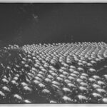 Inde Navarrette Instagram – B&W film by me, my favorite is the installation by Yahoo made in 1929! (last slide explains the meaning 🕊)
@crystalbridgesmuseum