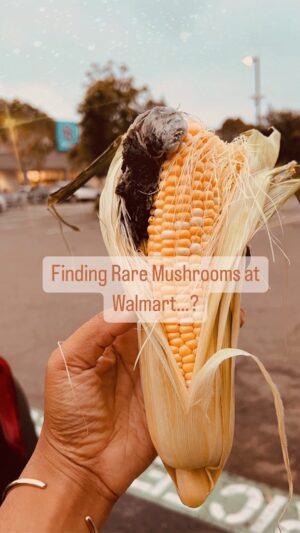 Indy Srinath Instagram - Corn but…make it spooky 👻 🌽 
I’m always on the lookout for huitlacoche! Mexican corn truffle! Corn smut! Ustilago maydis!
Let me know if you have any good recipes for these lil fun-guys!
.
.
.
.
.
.
.
#huitlacoche #foraging #wildmushrooms #mushroomhunting #cornsmut #forager