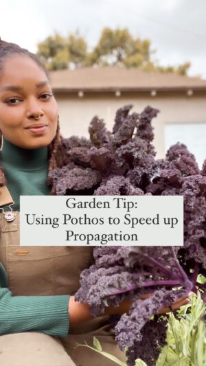 Indy Srinath Instagram - 🌍 HAPPY EARTH MONTH!
I’m going to do my best (!) to share at least 1 gardening or foraging tip a week during earth month.
I love using this platform to share free education, so if there’s something in particular you’d like to learn about, let me know in the comments 🤍✨
.
.
.
.
.
.
.
.
.
.
#farmingtips #gardenhacks #organicgardening #farmlife #learntogrow #farminggoals #gardendesign #permaculture #growyourownfood #homesteading #homesteadingskills