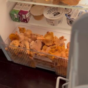 Indy Srinath Instagram - 〰️the macro fungi are unprecedented this year. Thank you rain, thank you forest!
.
.
.
.
#californiamushroomhunters #chanterelle #wildfoodlove #foragingcalifornia #hypomyceslactifluorum #lobstermushroom