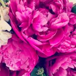 Ingrid Chauvin Instagram - La pivoine , elle est ma fleur préférée ! Je l aime pour sa générosité , sa délicatesse et son côté romantique …. Et vous quelle est votre fleur préférée ? Belle matinee à tous. Je vous embrasse 🌸. #pivoine #fleurs #printemps #romantique