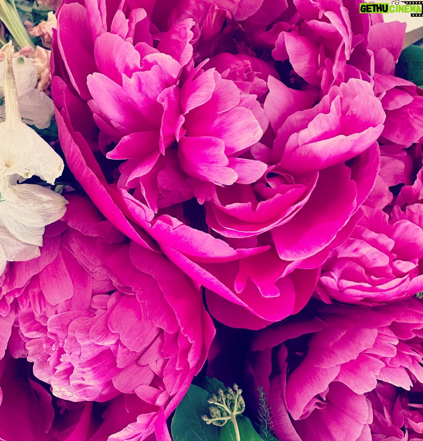 Ingrid Chauvin - 6.1K Likes - La pivoine , elle est ma fleur préférée ! Je l aime pour sa générosité , sa délicatesse et son côté romantique …. Et vous quelle est votre fleur préférée ? Belle matinee à tous. Je vous embrasse 🌸. #pivoine #fleurs #printemps #romantique