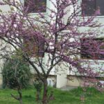 İpek Tenolcay
