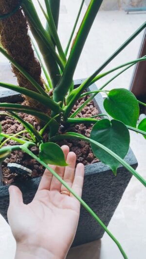 İpek Yaylacıoğlu Instagram - Yeni bebek yapraklar çıkınca aşırı heyecanlanan kaç kişiyiz? 💚🌱#bitki #bitkisever #yeşilbitkiler #bitkibakımı #greenyourfeed #houseplantcommunity #houseplantsofinstagram #ihavethisthingwithplants #indoorjungle #livingwithplants #plantaddict #plantlover #plantparenthood #nature_obsession #nature_seekers #natureaddict #naturelover #plantsmakemehappy #plantstagram #plantgang #plantlove #houseplantclub #botanicalpickmeup #plantfocus #planthoarder #plantgoals #plantscout