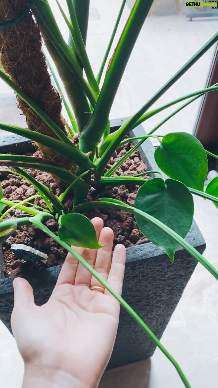 İpek Yaylacıoğlu - 2.5K Likes - Yeni bebek yapraklar çıkınca aşırı heyecanlanan kaç kişiyiz? 💚🌱#bitki #bitkisever #yeşilbitkiler #bitkibakımı #greenyourfeed #houseplantcommunity #houseplantsofinstagram #ihavethisthingwithplants #indoorjungle #livingwithplants #plantaddict #plantlover #plantparenthood #nature_obsession #nature_seekers #natureaddict #naturelover #plantsmakemehappy #plantstagram #plantgang #plantlove #houseplantclub #botanicalpickmeup #plantfocus #planthoarder #plantgoals #plantscout