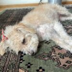 Irene Azuela Instagram - Un bicho con nombre de monstruo infantil y mi cuerpo se pusieron de acuerdo y me gritaron: ¡PARAAAAAA!. Así que no me quedó de otra más que hacerles caso. Y paré. Y aquí estoy, descansando, leyendo, armando Legos, escuchando a la Berlinale Philarmoniken (gracias al hermoso regalo de @pachemor), con perrita eléctrica a mi lado y papucho David Beckman en la pantalla. Alistándome para darlo todo en esa fiesta llamada @cabaretmexico mañana a las 8.30. Los que vayan hoy y mañana a las 5, se encontrarán al precioso Emcee de @julian_semi (a quien por cierto le voy a prestar este libro porque le va a encantar). Salud pues, para todos, pónganse protector solar, tomen agua y lleven a sus mamacitas a ver nuestro CABARET.