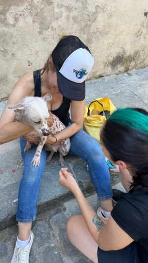 Iris Almario Instagram - Teamwork all the way! So proud of our team & partners. Thank you to our supporters. We can’t do this work without you. Let’s go 2024! 💜🐾 

#repost @wufaw_official 

2023 was another busy year for us. We continued our work with @pawsforcompassion.vn in Vietnam, @ppawscambodia in Cambodia, @headrock_dogs_rescue_2 in Thailand, and @voice_of_animal_nepal in Nepal. 

We went to Cuba and  worked with @ceda_cuba and some amazing local vets. Special thank you to @travisaddams for his hard work and dedication to the animals in Cuba. 

We had our first comedy fundraiser at @hollywoodimprov 

We started a shelter volunteer program at @eastvalley_shelter 

We joined forces with @startswithonetoday and @jennsims10 to help the animals of Skid Row.

We worked with @lucypetfdn and @wagsandwalks for World Spay Day.

And we even rescued a few animals along the way. 

Our totals for the year:

1274 dogs/cats spayed and neutered 
2323 vaccines given
2782 parasite treatments 
64 urgent treatments or surgeries performed

Special shout out to:
@travisaddams @truecareforpets @alexandrabernalofficial @obolpaws @mixlabrx @vca_vsv @jonathannicholsnavarro @laurenidooner @somewherefaroff @chileanalpaca @ashtoncharles_  @sarahhalstead  @richchassler 

Thank you for donating and helping us to save lives!!!! 

Let’s keep it going for 2024 🐾🎆🫶🏽

#wufaw #happynewyear2024 #donationswelcome #fosteringsaveslives #volunteerwork #bekindtoallkinds #talkaboutitbeaboutit #tbt♥️ #adoptsavealife #animalactivism #compassionforanimals #nonprofitsofinstagram #teamworking