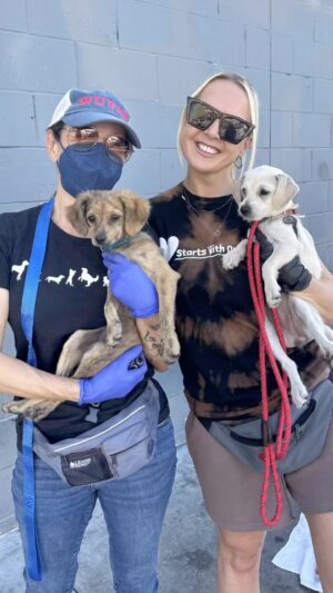 Iris Almario Instagram - Alexis and Zen were born on Skid Row. When we met them back in August they were already 5 months old. They were starving and thirsty. Kept in a dog bag for most of their young lives or tied to a bike or a fence or anything that was convenient. 

Alexis was petrified and wouldn’t let us near here but slowly week after week we gained her trust. Along with their owner’s trust. 

Finally after 3 long months he surrendered the puppies and their dad Juju to us, @startswithonetoday and @jennsims10 🐾🙏🏼

We brought them home. Bathed them. Fed them good food. Gave them soft beds and made them feel safe for the first time ever. 

No more rat infested streets, no more sleeping in their own feces and urine. No more eating trash. No more being left in the sun. No more chaos. 

We got them spayed, vaccinated and microchipped through @underdogcommunityproject and @aspca 

Then they were off to their amazing foster home @jenhwalters and @kemble_walters to learn how to be puppies with @bowieoftheday as their mentor. 

They are the sweetest girls with very different personalities- Alexis is energetic and curious. She could play all day or scour the yard for rocks and leaves. Zen is very playful but also a bit more chill.  Both need basic training 🐾

They would both do well in homes with other dogs as they have never been an only dog. 

Please consider adopting Alexis or Zen (or both). Application link is in @wufaw_official bio 🫶🏽🩷🎄

#wufaw #skidrowdogs #rescuesofskidrow #adoptdontshop #holidaypuppies #fosteringsaveslives #volunteeringiskey #talkaboutitbeaboutit #adoptsavealife #secondchances #dogsarefamilytoo #rescuedogsofig