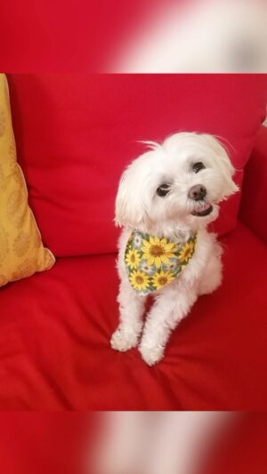 Iris Almario Instagram - Please help me wish my sweet Snowflake a very Happy 13th birthday! 🥳  #loveher❤️ #birthdaygirl👑 

#malteselove #maltesegram #maltesedog #malteseworld #furmomlife #felizcumpleaños🎂 #miperrita #dogarefamily
