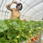 Iroha Yanagi Instagram – 🍓🍓🍓

念願のいちご狩り♪
一足先に春らしいことしてみた。
たくさんの品種食べ比べ🤤
珍しい白いちごに黒いちごが食べれたよ〜
👧🏻初体験。
ぷちっともぎ取るのが
新鮮だったみたいで
意外と遠慮がちだった笑

🍓だけで初めてお腹いっぱいになったね😂
ビタミン補給100%✨
どれも美味しかったけど
中でもおいCベリーって品種が私は好きだったな〜🫶🏻
このちあきのいちご園にはビニールハウスの中に
遊具とかある子供が喜ぶスペースもあったり
ポニーちゃんもいたりと最高でした🐴🤍

#いちご狩り🍓 #いちご農家 #ちあきのいちご園 
#子連れスポット #子連れいちご狩り