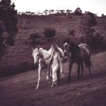 Isabel Lucas Instagram - My sister and I watched an unreal amount of horse movies growing up. All the classics; National Velvet, The Silver Brumby, The horse Whisperer, The Black Stallion, Pharlap, Spirit, The Man From Snowy River, the list goes on. I’ve been following the powerful work of @kindfarmhorserescue. They’re a small, local (to me) organisation that re-homes horses in risk of slaughter, like older mistreated horses and ex-racehorses. It’s moving to witness the evolution and healing, the light returning in their eyes and even their trust, playfulness restored when they find their a safe and healthy home. It reminds me of another childhood film; Black Beauty. You can support them here @kindfarmhorserescue Pictures from a few years back by @arterium with horses from @theranchbyronbay for ‘Sisters of Substance'. Bless you @arterium #thekindfarm #horsehealing #healinghorses