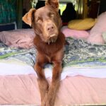 Isabelle Cornish Instagram - Bee 🐝. #kelpie of the gram ❤️