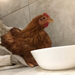 Ivanna Sakhno Instagram - my temporary bitch. #hotelbathroomdiaries