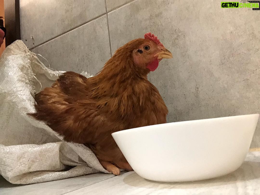 Ivanna Sakhno Instagram - my temporary bitch. #hotelbathroomdiaries