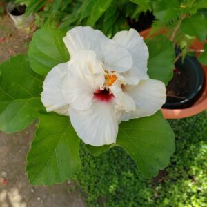 Ivonne Coll Instagram - My "Amapola"fully bloomed by noon! #quarantinegarden #4weeksandgoing 
En la mañana era un capullo y al mediodía ya se manifestó abiertamente..Borikén #cuarentenaenpuertorico #quedateentucasa