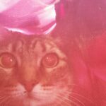 Ivonne Coll Instagram - Bye Bye to Bei Bei (the Panda)and Boricuita and Ivonne. Today we travel to our Countries of Origin. Boricuita (my cat) and I are are going to Puerto Rico to live there. And Bei Bei goes back to China after 4 yrs in USA I go back after 45 years . I spent my 30s, 40s,50s and 60s in this Nation. Very grateful for all the Life experiences and for a wonderful journey in my Acting Career. I thank God for all . Now in my beloved homeland ,mi Patria, I look forward to contribute in all and anyway I can for the betterment of my beloved Island, Borikén .¡Que viva Puerto Rico!♡