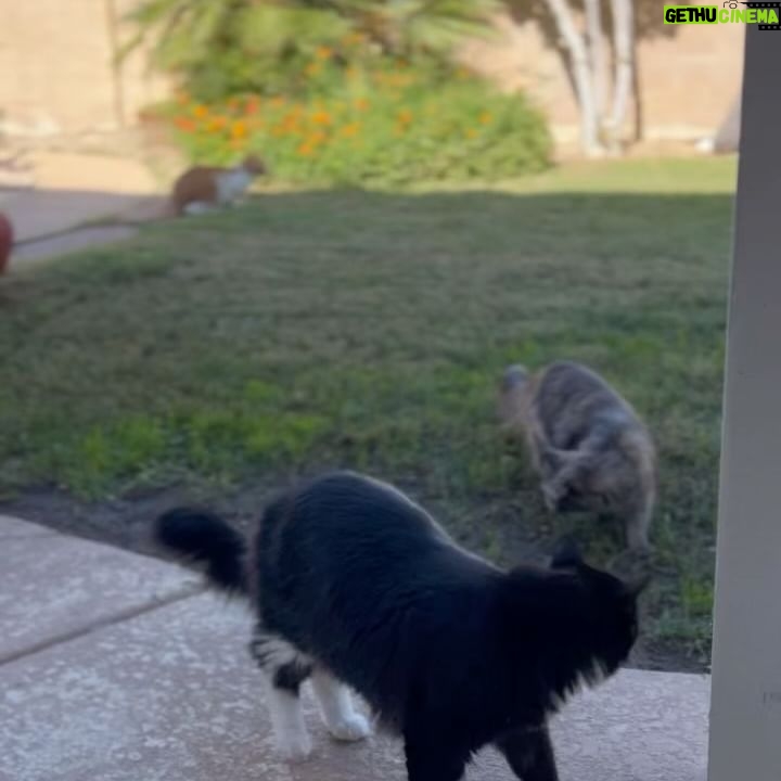 Jéssica Andrade Instagram - Dia de passear no quintal de casa
