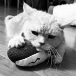 JUJU Instagram - おさかなかかえたどらねこ。
