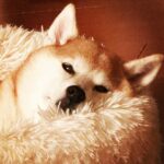 JUJU Instagram -