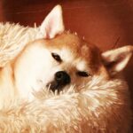 JUJU Instagram -