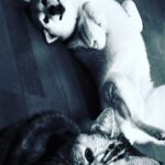 JUJU Instagram -