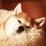 JUJU Instagram -