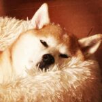 JUJU Instagram -