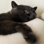 JUJU Instagram - 猫の日。