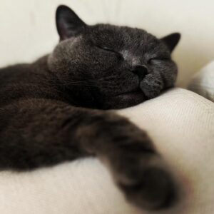 JUJU Instagram - 猫の日。