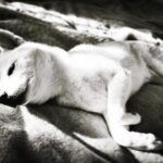 JUJU Instagram -