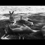 Jacinda Barrett Instagram - Home @wireswildliferescue @wwf @wwfaustralia #Bushfireemergency #nswrfs #wireswildliferescue #climatevisionaries #ausfires #globalwarming #ourhouseisonefire #natgeo @greenpeace@natgeo