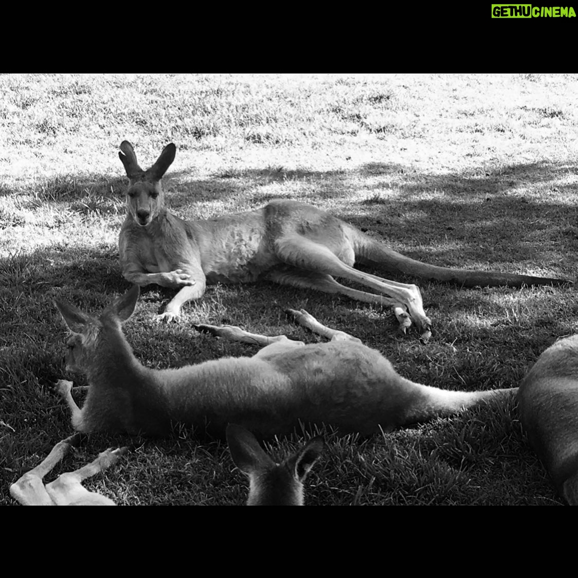 Jacinda Barrett - 4K Likes - Home
@wireswildliferescue @wwf @wwfaustralia
#Bushfireemergency #nswrfs #wireswildliferescue #climatevisionaries #ausfires #globalwarming
#ourhouseisonefire #natgeo
@greenpeace@natgeo