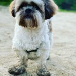 Jacinda Barrett Instagram – Mud in my beard
Shit on my nose
Birds above
Snakes below. 
Humans shuffle 
And speak on repeat 
I scamper and sweat
Piss steaming in heat.

What a bore and a snore 
And a slow stammering death 
to chatter and walk
Words tumbling on breath.

I sniff the land awake
Gulping sand and air
Skidding and galloping I make 
The world my lair. 
#dogslife #lucky #hiking