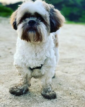 Jacinda Barrett Instagram - Mud in my beard
Shit on my nose
Birds above
Snakes below. 
Humans shuffle 
And speak on repeat 
I scamper and sweat
Piss steaming in heat.

What a bore and a snore 
And a slow stammering death 
to chatter and walk
Words tumbling on breath.

I sniff the land awake
Gulping sand and air
Skidding and galloping I make 
The world my lair. 
#dogslife #lucky #hiking