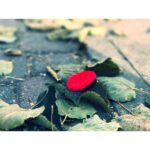 Jacinda Barrett Instagram - All over Toronto today I found #poppies blooming like this one. #neverforget #rememberanceday #honor #veterans #thankyou