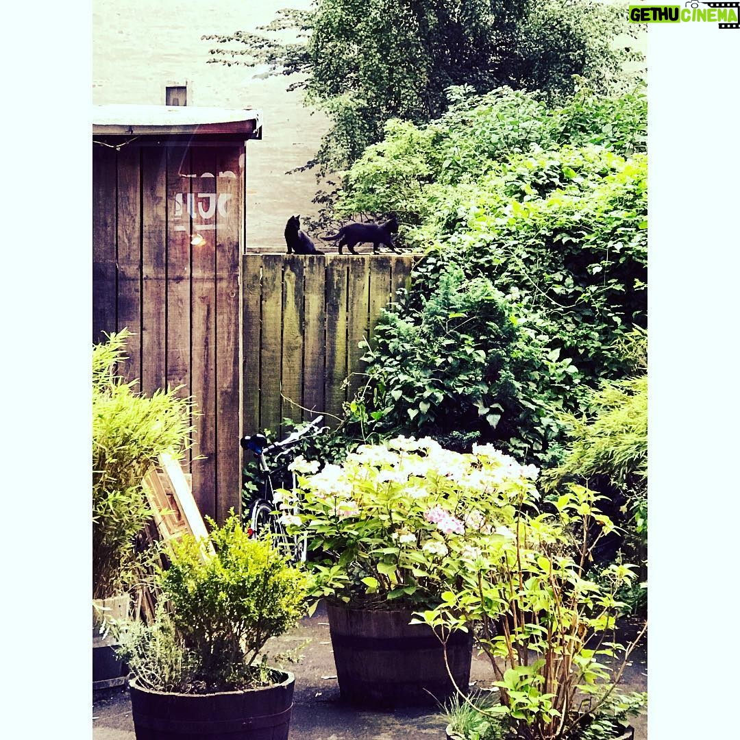Jacinda Barrett Instagram - As part of my Favorite independent bookstore discovery tour, see the lovely view from @booksandcompanydk in Copenhagen. Books, coffee and frolicking kittens what more could you want. #books