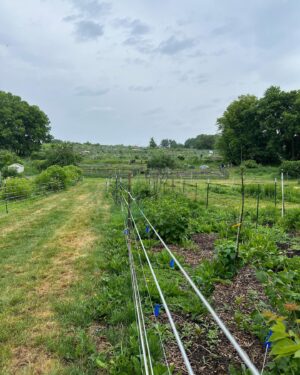 Jacqueline Scislowski Instagram - Just a girl on a farm!💚💚🤪 love a raining day in the gardens! 🐛🪱🐜🐸👩🏼‍🌾

.
.
.
.
#farmlife #farming #gardening #biggestlittlefarm #madison #wisconsin #uwmadison #rainyday #fresh #workin #nature