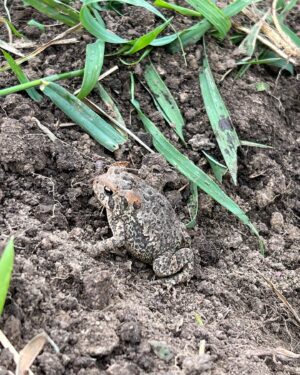 Jacqueline Scislowski Instagram - Just a girl on a farm!💚💚🤪 love a raining day in the gardens! 🐛🪱🐜🐸👩🏼‍🌾

.
.
.
.
#farmlife #farming #gardening #biggestlittlefarm #madison #wisconsin #uwmadison #rainyday #fresh #workin #nature