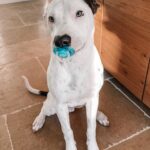 Jacqueline MacInnes Wood Instagram – My kids never liked pacifiers.. but this little guy does… lol. 🤍 #pittiesofinstagram