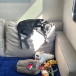 Jaina Lee Ortiz Instagram – Louie lately…
