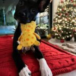 Jaina Lee Ortiz Instagram – Lou/Louie/LooLoo/My baby/Mi nene, etc 

We rescued him from @wagsandwalks on Dec 10. 
He was born on 8/20/23, unsure of his breed but we find out very soon as we just submitted his doggie DNA (😭😭😭)
He is extremely smart, loves to cuddle and nap, enjoys foraging for seeds & leaves in the backyard…. And sleeps throughout the night! (🙏🏽) 
Don’t mind me, I’ll be flooding the feed with puppy pics bc I’m obsessed. 😍