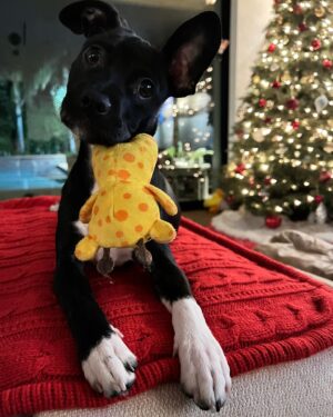 Jaina Lee Ortiz Instagram - Lou/Louie/LooLoo/My baby/Mi nene, etc 

We rescued him from @wagsandwalks on Dec 10. 
He was born on 8/20/23, unsure of his breed but we find out very soon as we just submitted his doggie DNA (😭😭😭)
He is extremely smart, loves to cuddle and nap, enjoys foraging for seeds & leaves in the backyard…. And sleeps throughout the night! (🙏🏽) 
Don’t mind me, I’ll be flooding the feed with puppy pics bc I’m obsessed. 😍