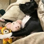 Jaina Lee Ortiz Instagram – Lou/Louie/LooLoo/My baby/Mi nene, etc 

We rescued him from @wagsandwalks on Dec 10. 
He was born on 8/20/23, unsure of his breed but we find out very soon as we just submitted his doggie DNA (😭😭😭)
He is extremely smart, loves to cuddle and nap, enjoys foraging for seeds & leaves in the backyard…. And sleeps throughout the night! (🙏🏽) 
Don’t mind me, I’ll be flooding the feed with puppy pics bc I’m obsessed. 😍