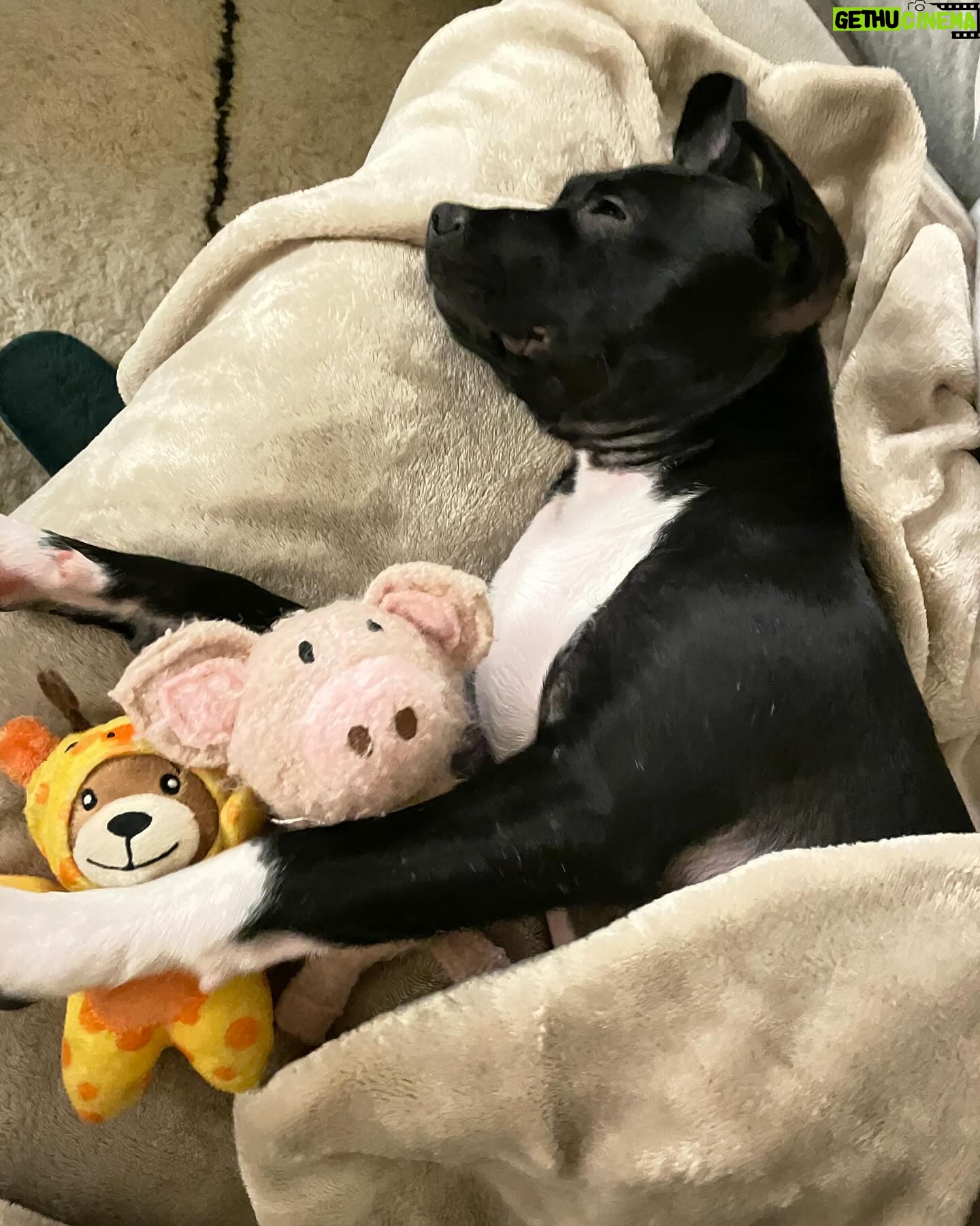 Jaina Lee Ortiz - 35.6K Likes - Lou/Louie/LooLoo/My baby/Mi nene, etc
We rescued him from @wagsandwalks on Dec 10.
He was born on 8/20/23, unsure of his breed but we find out very soon as we just submitted his doggie DNA (😭😭😭)
He is extremely smart, loves to cuddle and nap, enjoys foraging for seeds & leaves in the backyard…. And sleeps throughout the night! (🙏🏽)
Don’t mind me, I’ll be flooding the feed with puppy pics bc I’m obsessed. 😍